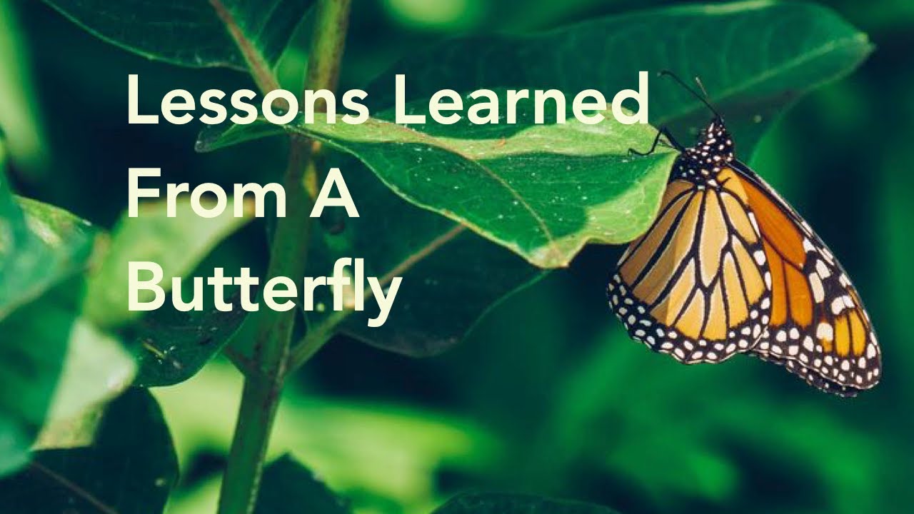 lessons-learned-from-a-butterfly-youtube