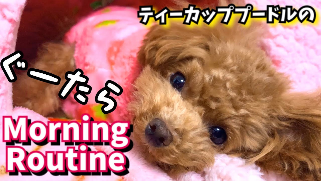 モーニングルーティン ティーカッププードルのリアルな冬の平日 犬のasmr トイプードルのコロン Youtube