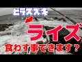 ヒラスズキ釣行でヒラスズキのライズに遭遇！はたして何のルアーに反応するのでしょうか？
