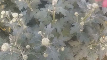 tỉa cúc trắng bán rằm tháng giêng 2022