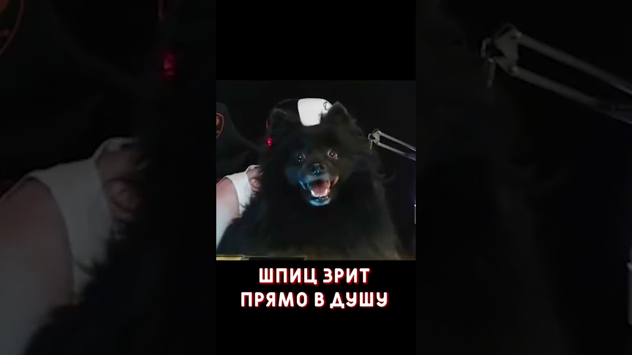 ШПИЦ ЗРИТ ПРЯМО В ДУШУ 😈 