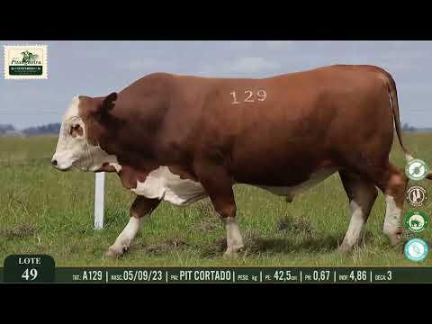 LOTE 49 - A129 | ACORDEON DA PITANGUEIRA