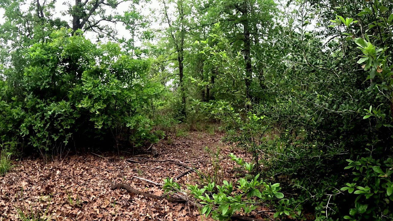 TAHI　3x2 nature sound Texas Morning Nature Sounds - YouTube