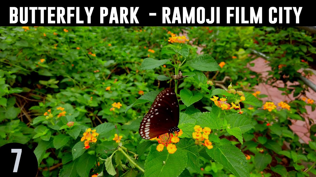 RAMOJI FILM CITY BUTTERFLY GARDEN TOUR BUTTERFLY PARK IN HYDERABAD