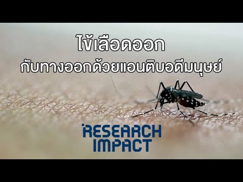 ไข้เลือดออกกับทางออกด้วยแอนติบอดีมนุษย์ : Research Impact [by Mahidol]
