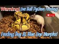 Warning: Live Ball Python Feeding! Feeding Day At Blue Line Morphs!