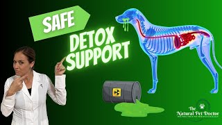 Holistic Vet Care - Safe Cat & Dog Detox Support | Dr. Katie Woodley - The Natural Pet Doctor by Dr. Katie Woodley - The Natural Pet Doctor 998 views 1 year ago 18 minutes