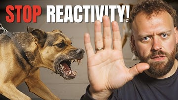 Struggling With a Reactive Dog? Try These Tips