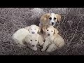 Woman  hubby run into unwanted puppies they all want to be saved but