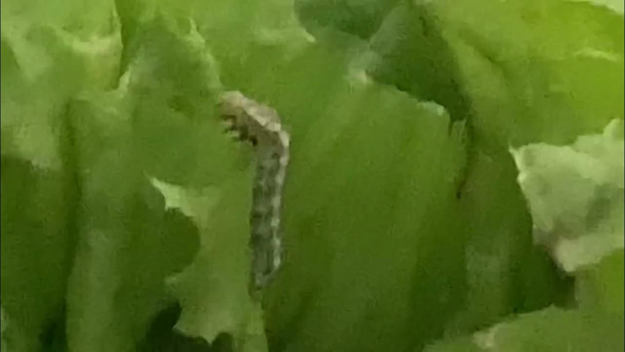 Worm in lettuce YouTube
