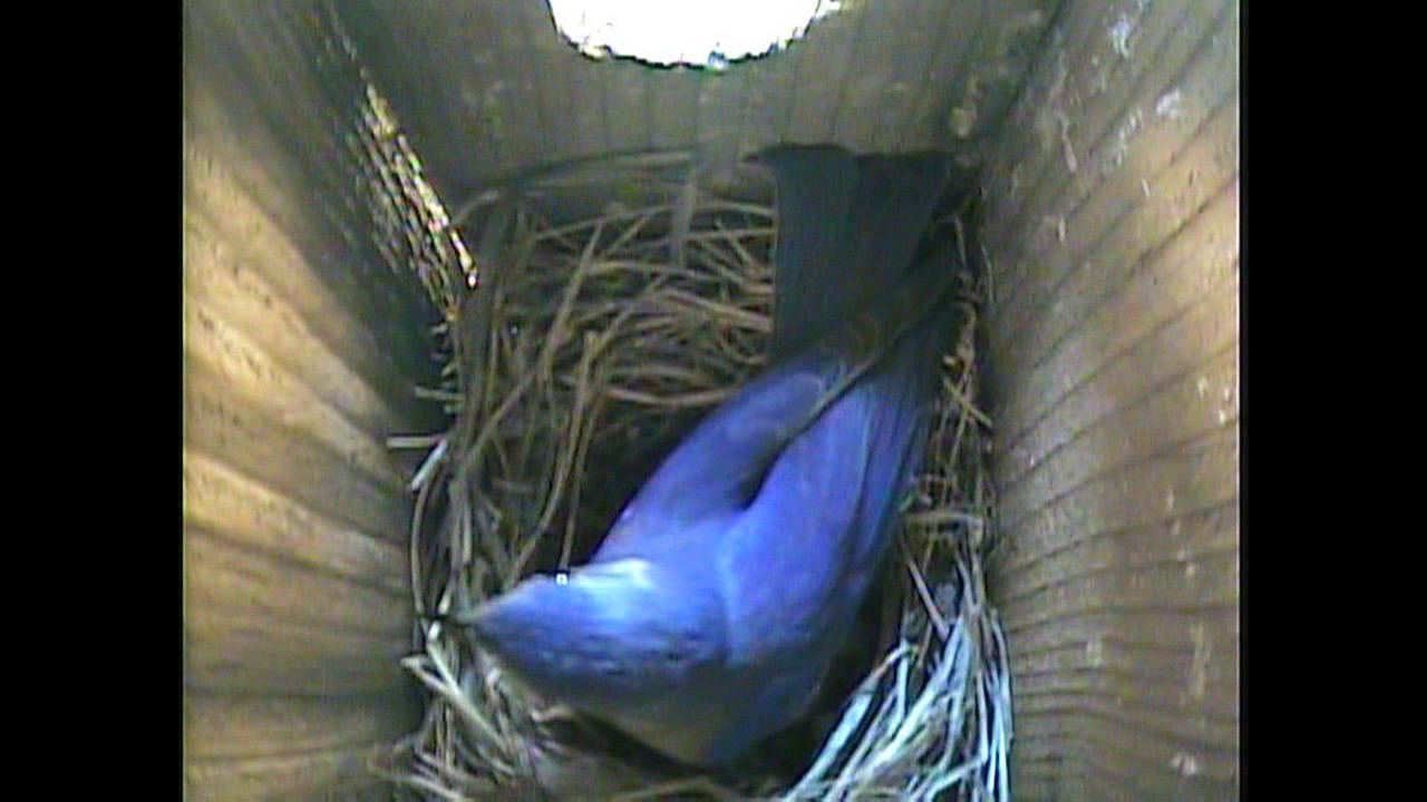 Male \U0026 Female Bluebird Building A Nest