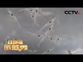 《田间示范秀》淡水养好海水虾 20200728 | CCTV农业