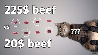 Cat eating expensive Wagyu Beef vs. cheap beef ASMR pt.II by FurryFritz - Catographer 146,651 views 2 years ago 1 minute, 21 seconds