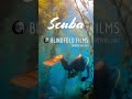 Experience Scuba | #shorts #scubadiving #ocean #underwater #relaxing #chill