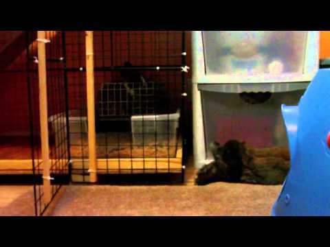 How to stop your rabbit from biting.