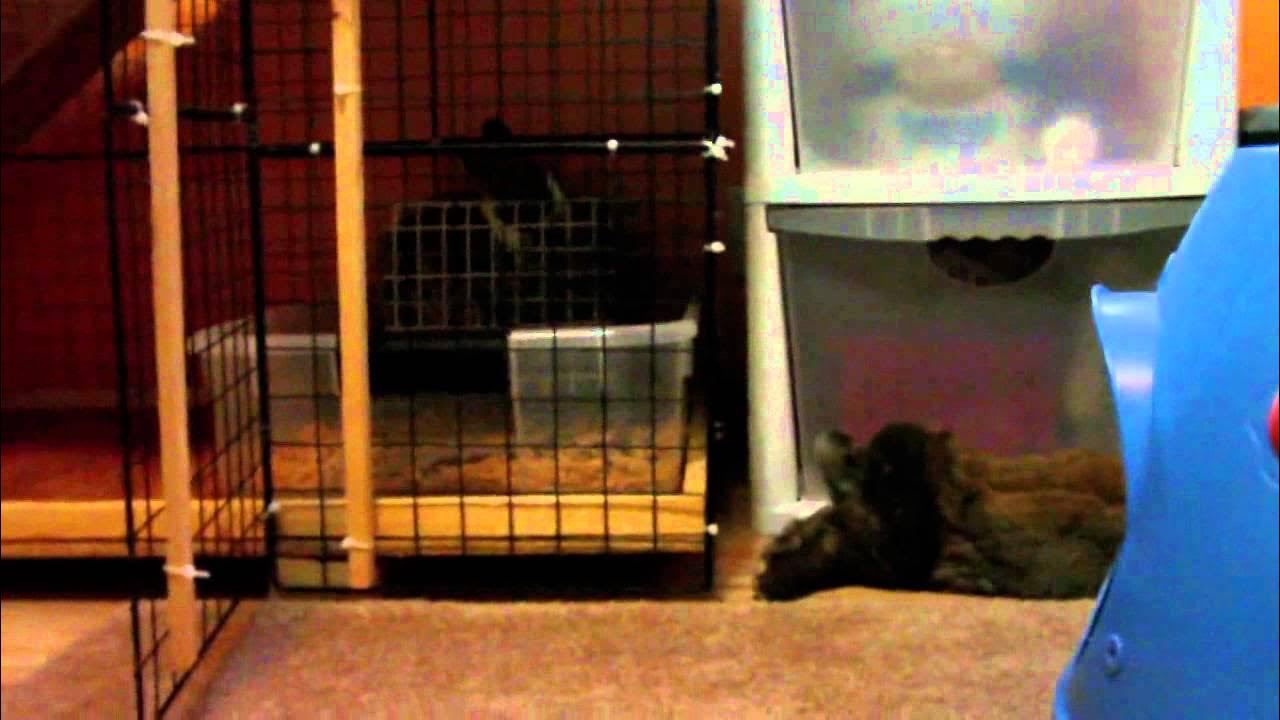 How to stop your rabbit from biting. YouTube