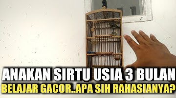 Gara-gara Trik dan makanan ini anakan burung sirtu cepat NYIUL hingga GACOR AMPUH