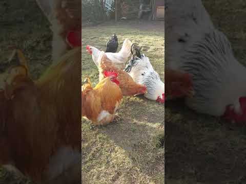  جمال خلق الله وكان الديك يعلم انني اصوره فصاح