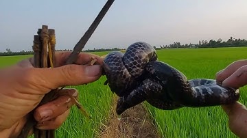 401 . Cắm Câu Ếch Mồi Lươn Dính Rắn Sọc Trắng Sọc Đen | Đất Long An | frog fishing