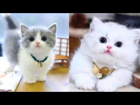 so cute kittens😻  videos 2024 compilation#9 |vm animal