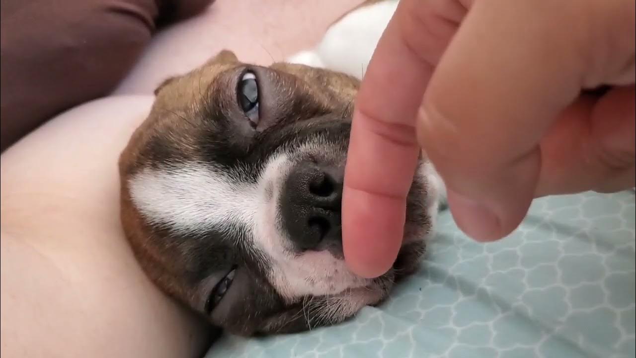 my-dog-snores-rolls-his-eyes-sticks-out-his-tongue-and-twitches-his