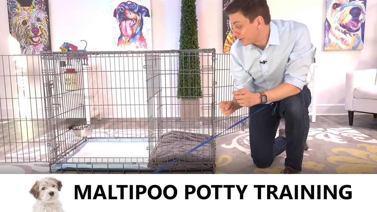 Maltipoo Potty Training From World-Famous Dog Trainer Zak George - How To Potty Train Maltipoo Puppy