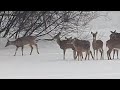 Kissing Deers 🦌🦌 💋 #shorts #funnyanimals In front of the whole herd!