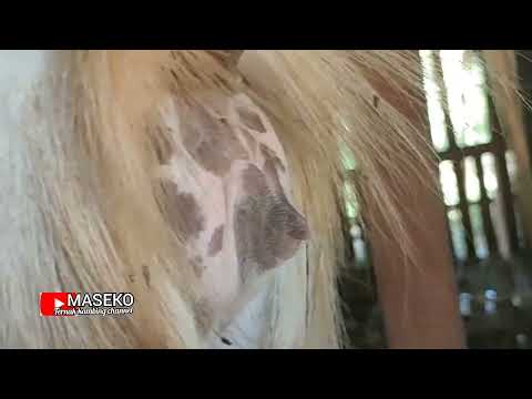 Ciri-ciri fisik kambing