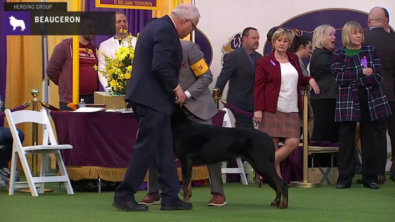 Beauceron | Breed Judging 2020