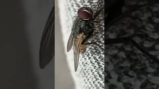 Ga Ea Ga Eg Ga M Dans