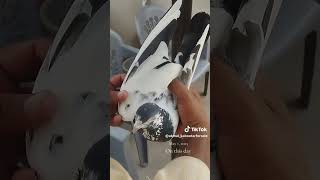 sa #pigeon #loft801 #kabootarloft05 #pigeonlaver #birds