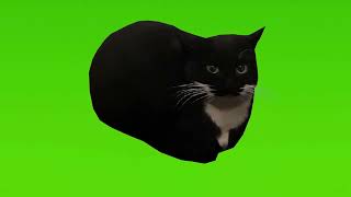 Maxwell the cat is dancing green screen mem/Максвелл кот танцует на зелёном фоне мем
