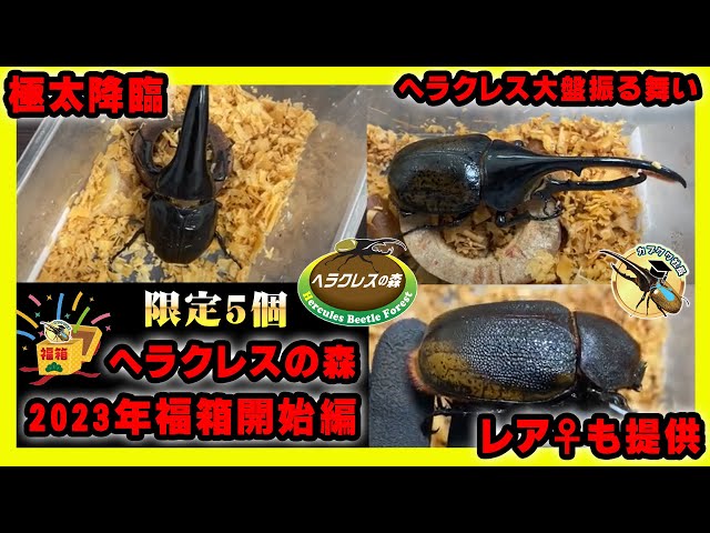今期ラスト福袋　ヘラクレスオオカブト確定 sddefault.jpg