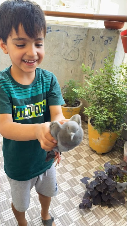 Kabutar ja ja 🕊️💕#kabutar #viral #trending #ytshorts #foryou #love #youtubeshorts #shortsfeed