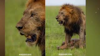 Farewell legendary warrior Olobor Black Rock #lion #animal #humancruauty #Olobor #viralvideo #king