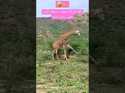 ركلة الزرافه عرفت الاسد طريقه 