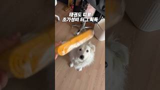 품띠였던 우리집 개가 노란띠가 되었다