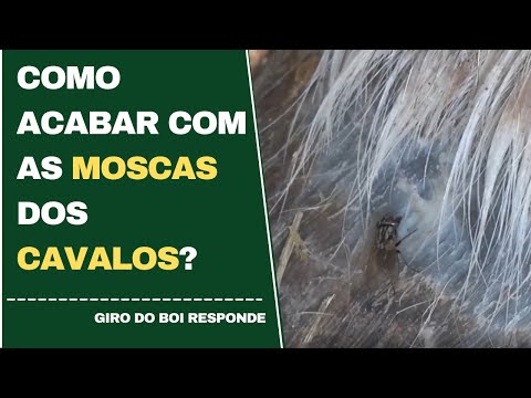 Como acabar com as moscas dos cavalos? | Giro do Boi - 26/05/2022