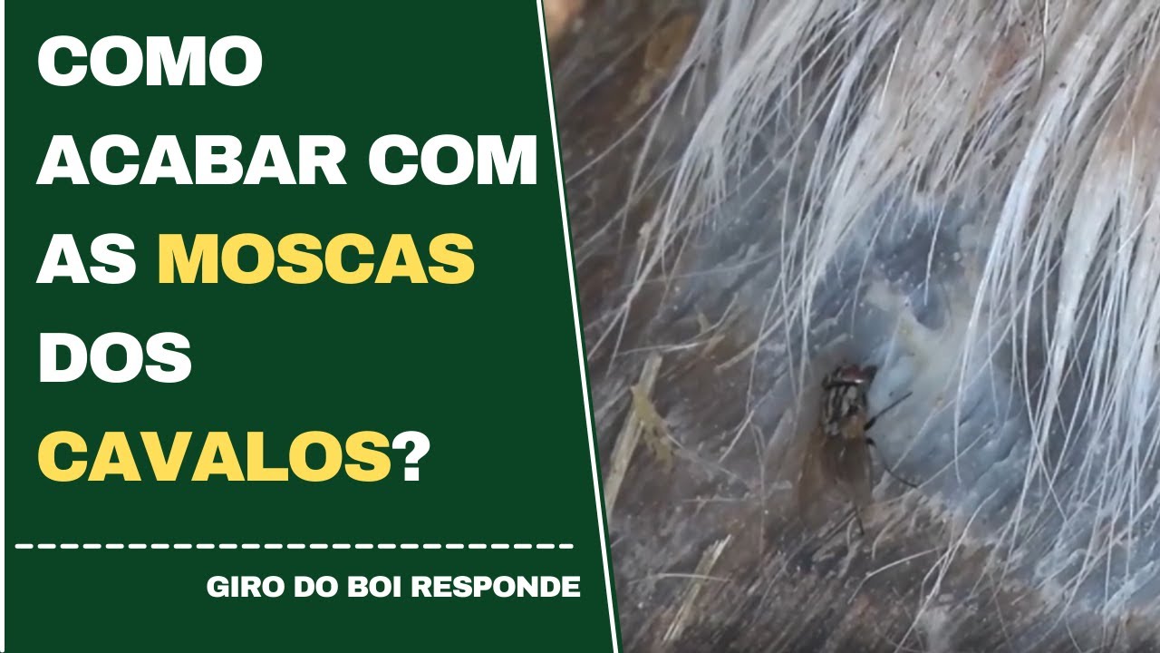 SOLUÇÃO INFALIVEL PARA ACABAR COM AS MOSCAS!! A mosca vai no sal