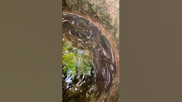 The eel fish was found in a field with a man in a jar