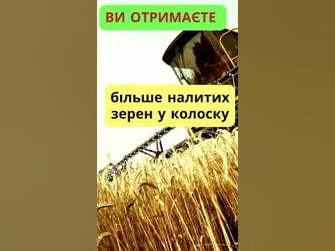 #Nawoz для озимой пшеницы весной. Гумат калия +БОР, +ЦИНК, + АЗОТ ...
