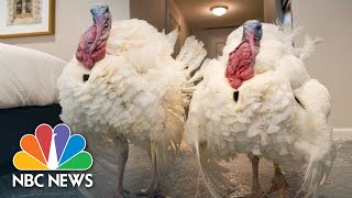 Trump Hosts Annual White House Turkey Pardon Event | NBC News