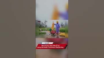 Bão Đi Qua, Khó Khăn Ở Lại: Nông Dân Buồn Tủi Đi Mua Từng Bó Rau