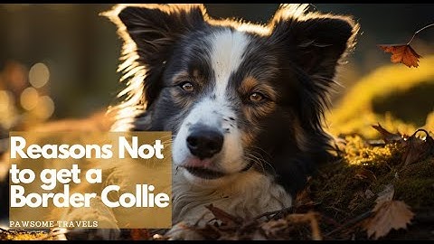 Reasons Not to get a Border Collie