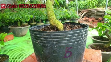 Video(02/07/2020)15 cây cúc Tiên sinh (thường gọi là cúc Bi) gốc quái gia 320k 1cây bao ship từ 2cây