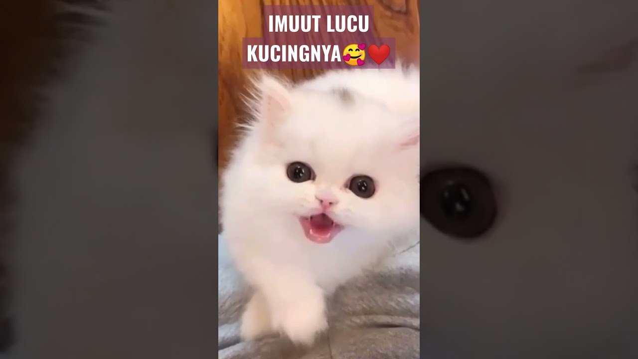 Video kucing lucu bernyanyi