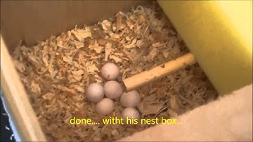 How to clean budgie nest box 