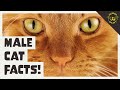 5 facts about the male cat