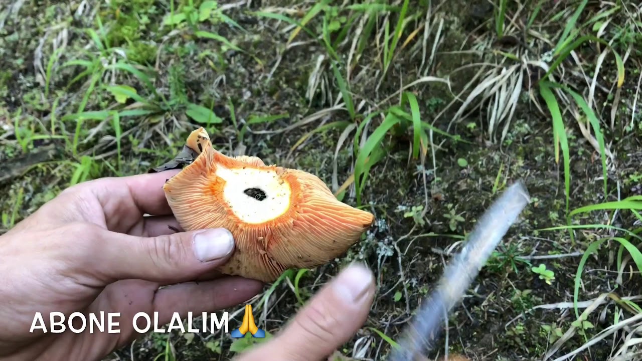 Mantarlı Börek Kanlıca Mantarı Videosu Mantarlı Börek Kanlıca Mantarı Videosu