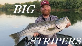 Giant Stripers on the Savannah River